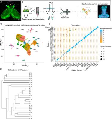 Single-Cell RNA Sequencing Characterizes the Molecular Heterogeneity of the Larval Zebrafish Optic Tectum